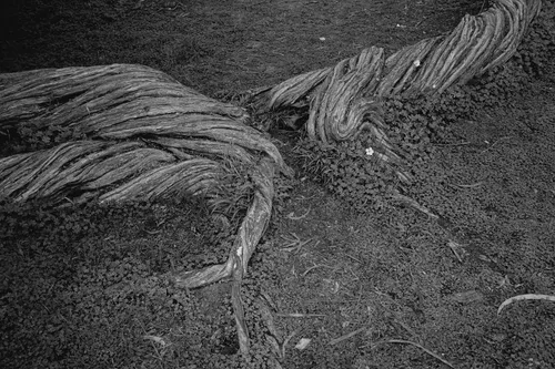 A black and white photograph of two tree trunks up against each other.